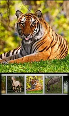 Animal Sounds & Ringtones android App screenshot 2